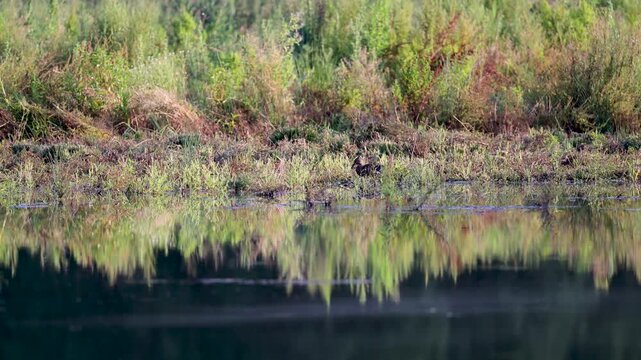 Female Mallard Duck filtering water with its beak in search of food at the edge of a pond in summer. Anas platyrhynchos, Indre-et-Loire 37, r&eacute;gion Centre-Val de Loire, France, European Union, Europe