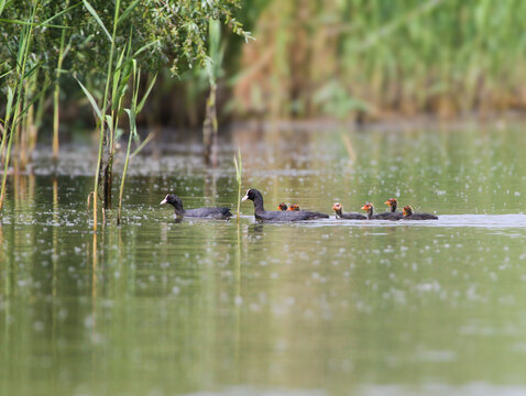 A pair of Eurasian coots swimming with their fluffy chicks in a line along reed beds.