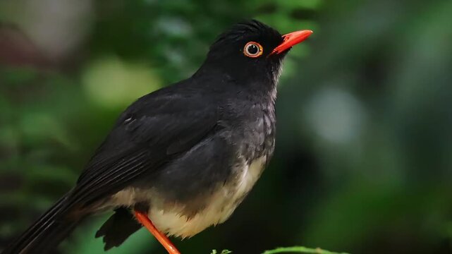 Andean solitaire bird displaying orange beak and legs perched upon a mossy branch in natural habitat captured within this high definition wildlife video footage sequence showing gentle rhythmic head m