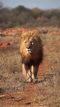 Majestic male lion walking across the dry african savannah during a golden afternoon while hunting for prey in this intense wildlife video footage showcasing the raw power and natural motion of a pred