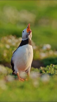 Atlantic puffin calling out loudly in this natural wildlife video footage captures the seabird standing amidst vibrant green coastal vegetation during golden hour light conditions while performing dis