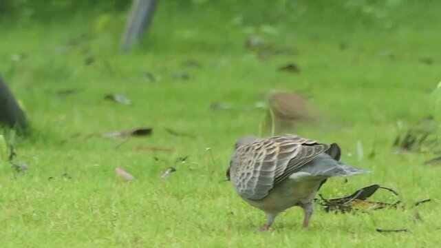 Oriental turtle doves foraging for food in lush green grass captured in this beautiful natural wildlife video footage showing two grey patterned birds moving slowly across a vibrant meadow landscape w