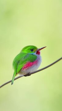 Cuban tody perched delicately on a thin branch in this vibrant high resolution nature animation footage showcasing its bright green feathers and striking red throat patch while it tilts its small head