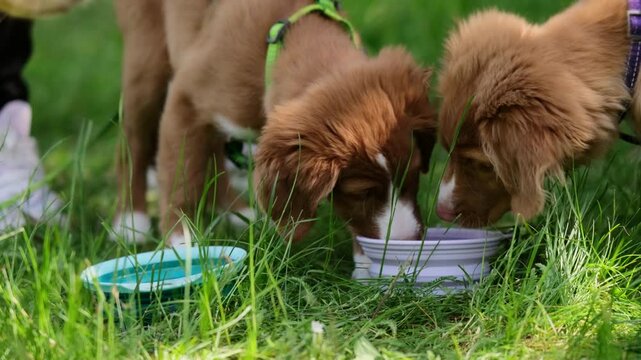 Nova Scotia Duck Tolling Retriever Drinks Puppies From Water Bowl On a Green Grass in Park