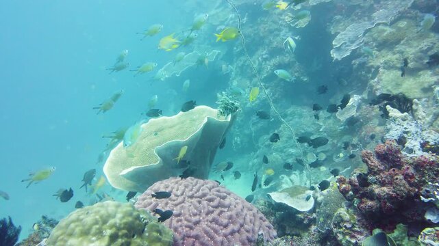 Coral reef underwater with tropical fish. Hard and soft corals, underwater landscape. Travel vacation concept. Leyte, Philippines.