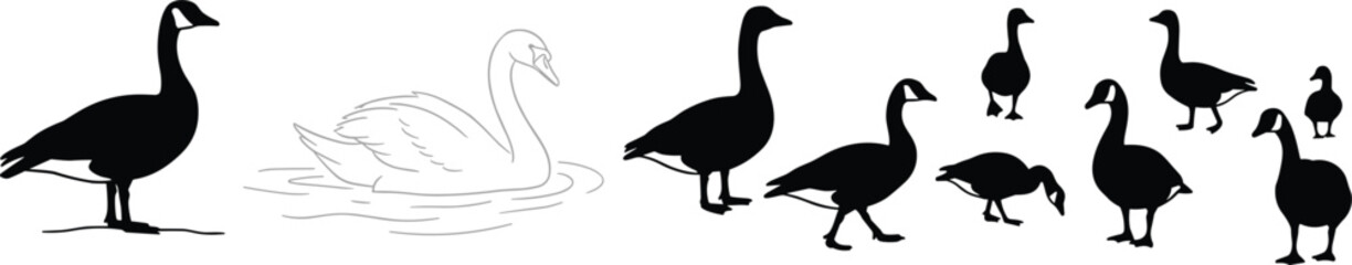 Fototapeta premium Waterfowl vector collection with Canada goose silhouettes standing and swimming swan line art illustration set