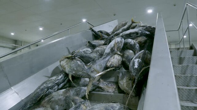 Low Angle View of Conveyor Belt Carrying Frozen Tuna with Diamond Plate Stairs