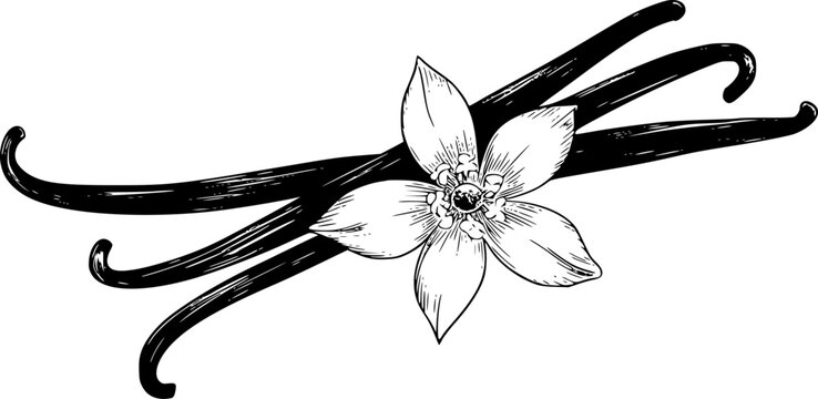 後ろに3つの乾燥したバニラビーンズの鞘があるバニラの花の詳細な白黒線画