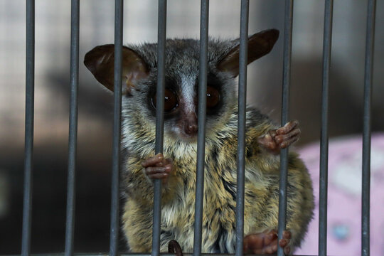 Small Bushbaby Holding Cage Bars