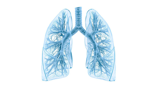 Transparent blue human lungs with branching bronchi and alveoli, isolated on transparent background