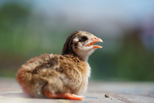 Closeup view of just hatched beautiful newborn baby The helmeted guinea fowl (Numida meleagris) in czech garden during extreme hot summer day.