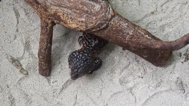 Shingleback Skink Walking on Sand Near Wood Log