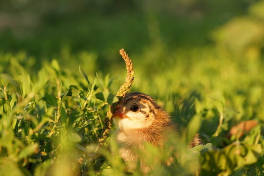Closeup view of just hatched beautiful newborn baby The helmeted guinea fowl (Numida meleagris) in czech garden during extreme hot summer day.