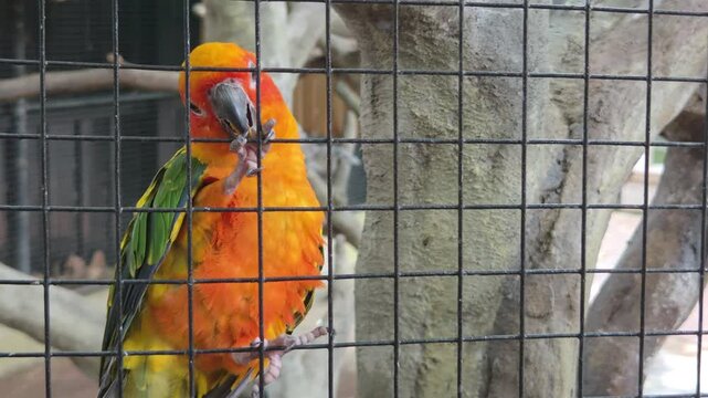 Sun Conure Parrot Clinging to a Wire Cage
