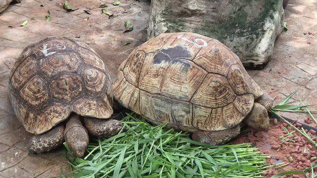 Two Adult Leopard Tortoises Eating Grass and Pellets on Ground