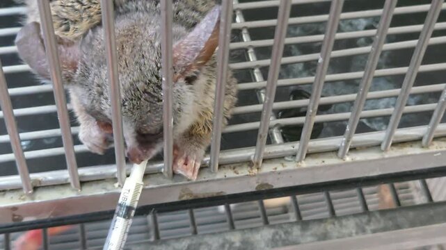 Feeding a Bushbaby or Galago with a Syringe in a Cage