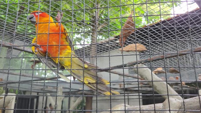 Sun Conure Parrot Climbing on Wire Cage