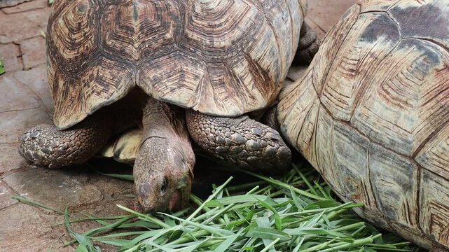 African Leopard Tortoise&nbsp;Tortoises Eating Grass on a Ground
