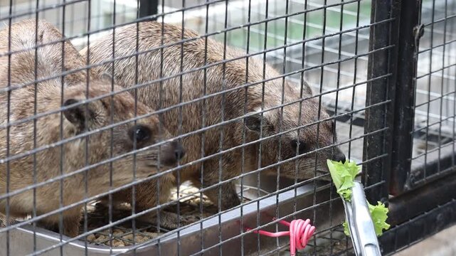 Rock Hyraxes Eating Lettuce from Tongs in an Enclosure