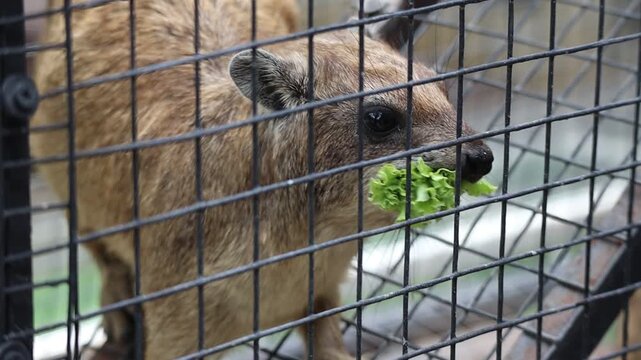 Rock Hyrax Being Fed Lettuce with Tongs in an Enclosure