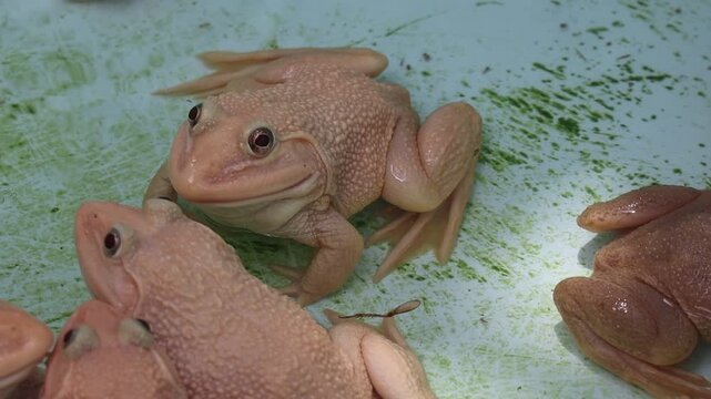 Leucistic Frogs Being Fed with a Stick in a Pool