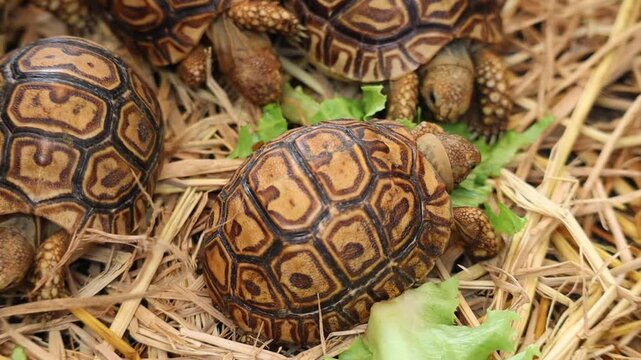 Close Up of Baby Leopard Tortoises Feeding on Lettuce on Straw and Hay