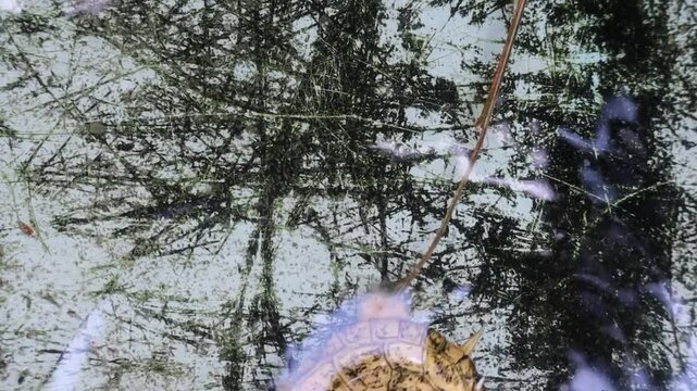 High Angle Shot of Small Albino Red-Eared Slider Turtles Swimming in Shallow Water Tank