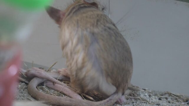 Jerboa Grooming Itself on Sand at a Zoo
