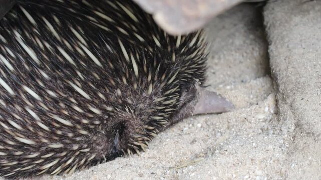 Echidna Resting in Sandy Ground