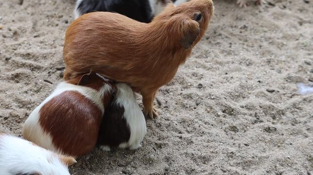 Young Guinea Pigs Nursing and Feeding Milk from their Mother on a Sandy Ground Enclosure.
