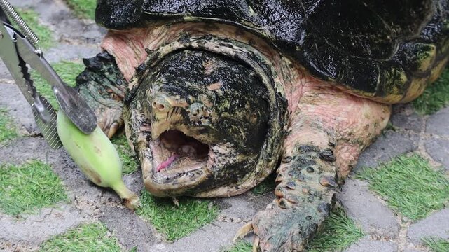 Alligator Snapping Turtle Being Fed a Banana with Tongs