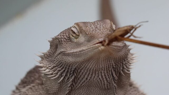 Bearded Dragon Being Fed an Insect