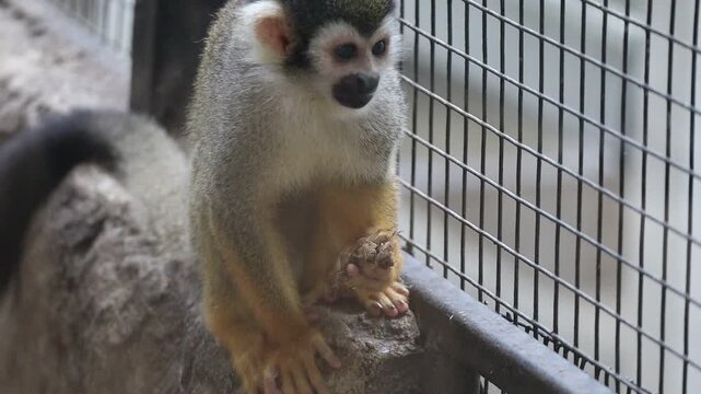 Squirrel Monkey Holding and Chewing Food Near Wire Enclosure