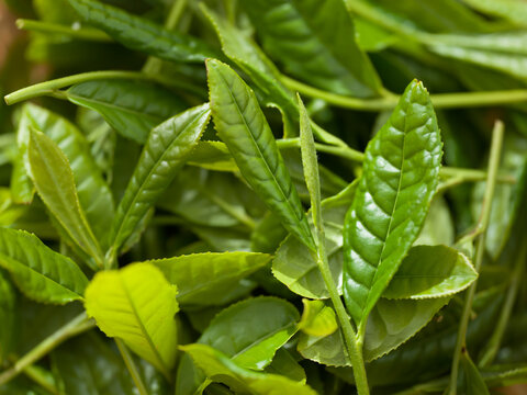 茶葉