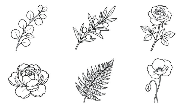 Minimalist floral line art collection, 6 botanical vector illustrations. Hand drawn black ink flowers and leaves for wedding stationery and logo design.