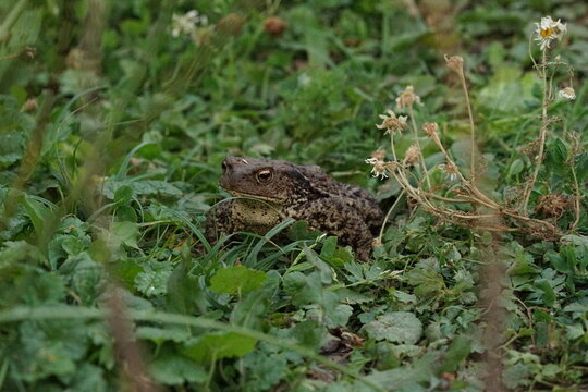 Closeup view of Common toad (Bufo bufo) in summer garden during evening. A rarity to see them in the wild.