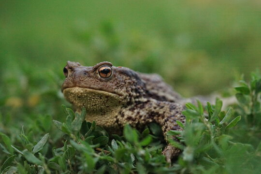 Closeup view of Common toad (Bufo bufo) in summer garden during evening. A rarity to see them in the wild.