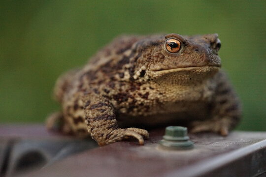Closeup view of Common toad (Bufo bufo) in summer garden during evening. A rarity to see them in the wild.