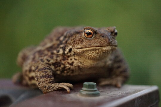 Closeup view of Common toad (Bufo bufo) in summer garden during evening. A rarity to see them in the wild.