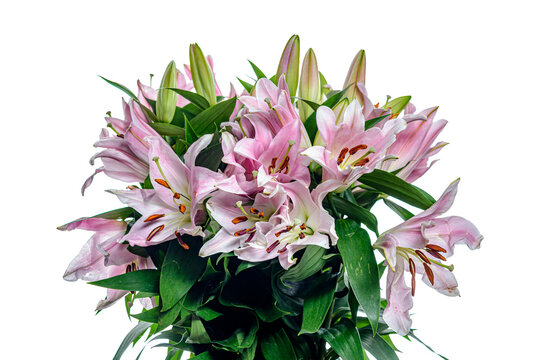 bouquet of pink lilies