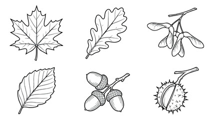 Vintage botanical line art of autumn leaves and seeds, hand drawn forest foliage vector set, black and white oak leaf and acorn illustrations © Rehman