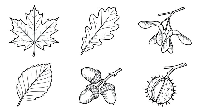 Vintage botanical line art of autumn leaves and seeds, hand drawn forest foliage vector set, black and white oak leaf and acorn illustrations