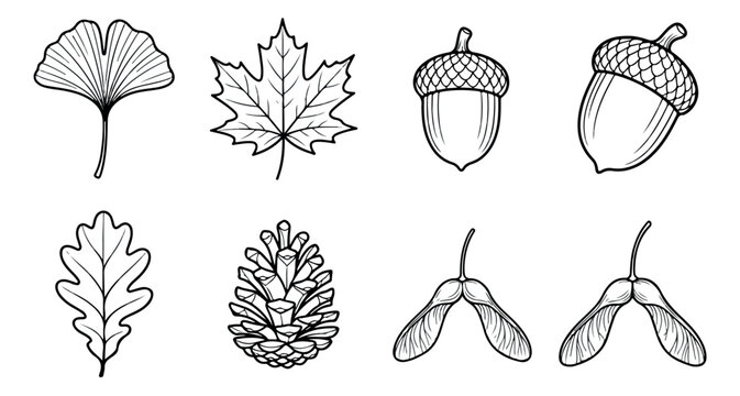 Autumn forest botanical line art collection, 8 black and white nature vector icons, hand drawn oak and maple leaves with acorns and pine cones