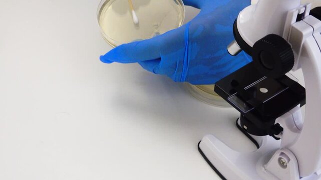 A laboratory microscope examines a nutrient agar culture as part of a biological research experiment, highlighting microbiology techniques used to study bacterial growth