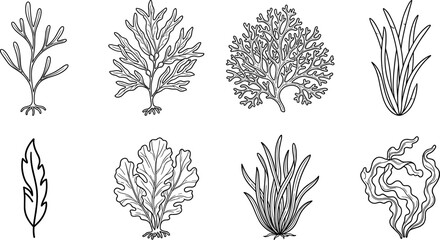 Various seaweed and aquatic plants © VECTOR Files