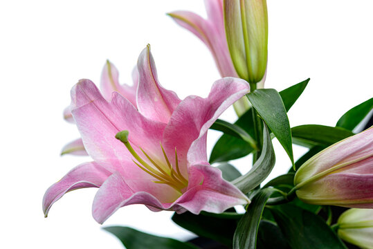 bouquet of pink lilies