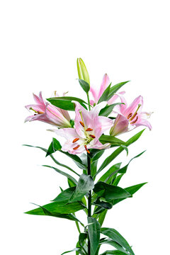 bouquet of pink lilies