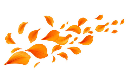 Fototapeta premium Flying orange petals isolated on transparent background.