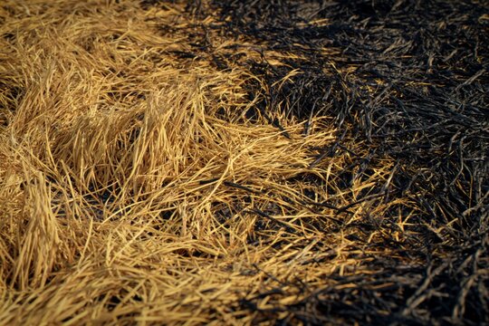 fire hazard due to careless behavior concept. Close-up view of dry grass and straw on the ground, showcasing textures and colors in a natural setting