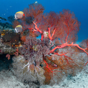 Giant red gorgonian sea fan coral with a couple of butterfly fish at Similan National Park, one of the famous dive areas and beautiful underwater landscape of Andaman sea in Thailand.